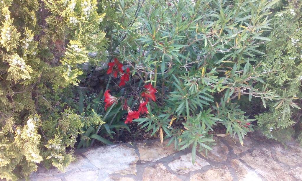 Jadrtovac Apartment Tuja חדר תמונה