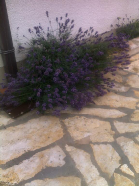 Jadrtovac Apartment Tuja חדר תמונה
