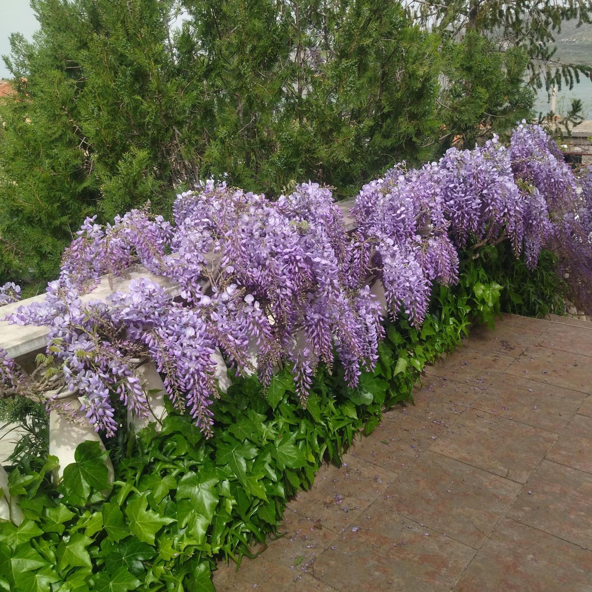Jadrtovac Apartment Tuja מראה חיצוני תמונה